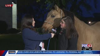 Wild horse, burros available for adoption in Lawrence