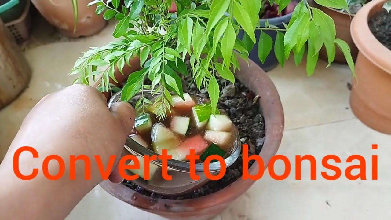 Bonsai curry leaves tree करी लीव्सhindi homemade liquid fertilizersss24 YouTube