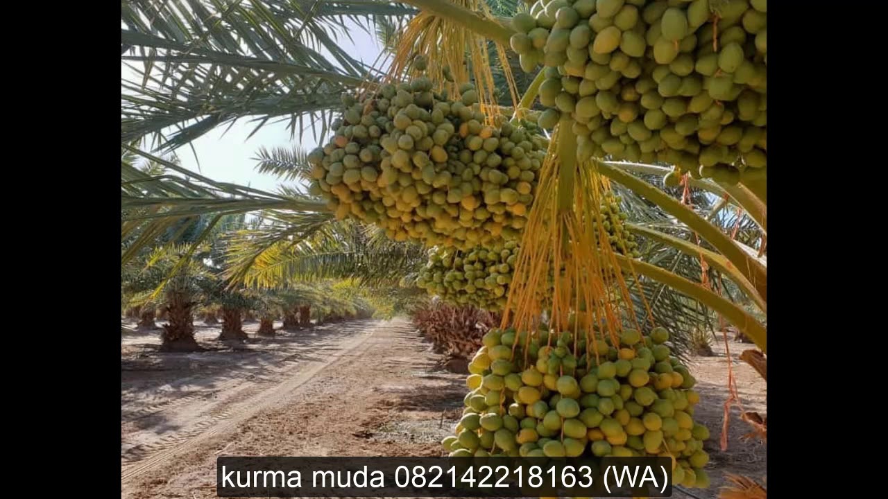 SUPPLIER KURMA MUDA 