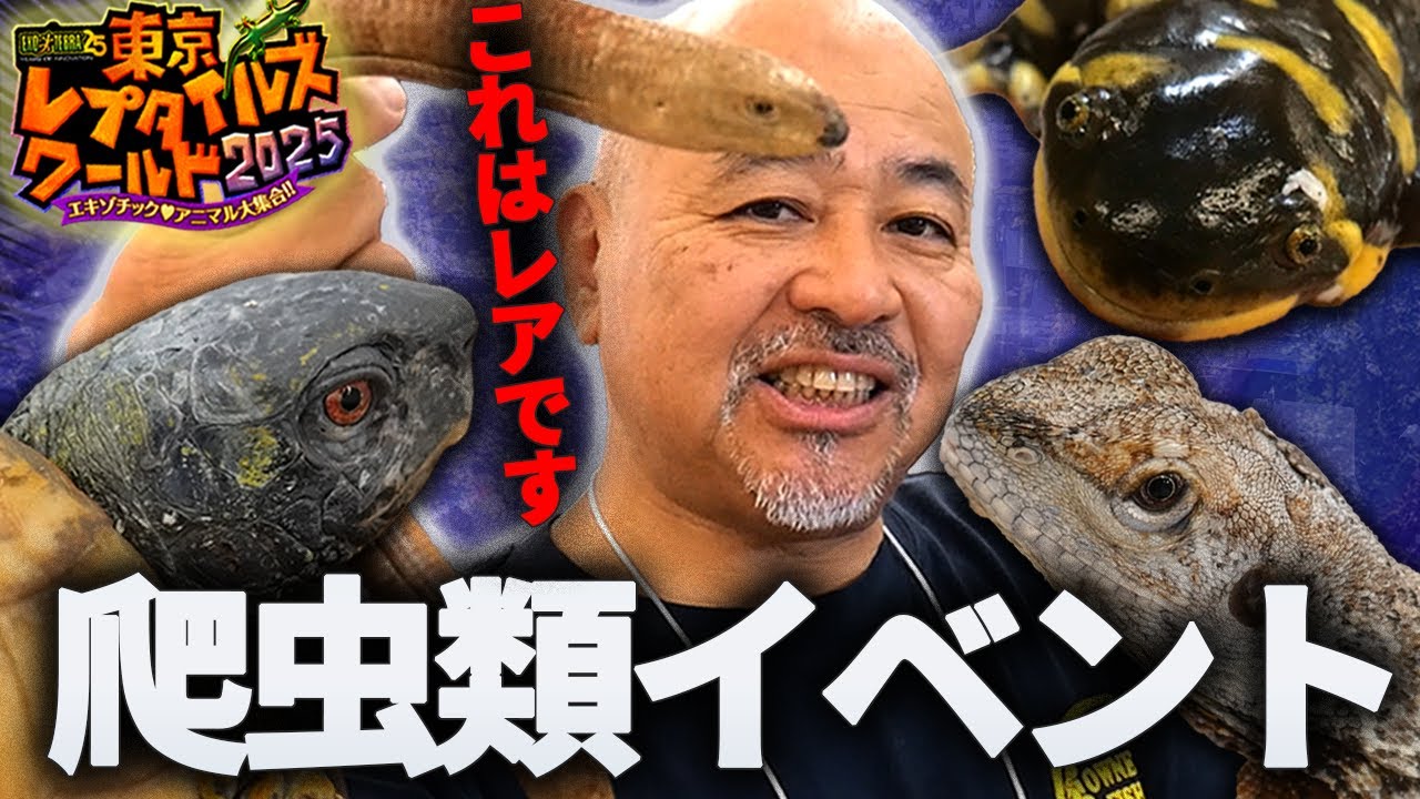 東レプ2025は激レア爬虫類が盛りだくさん！！【東京レプタイルズワールド2025】