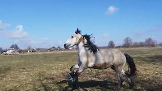 ЛОШАДИ🐎ТЯЖЕЛОВОЗ💪ЖЕРЕБЕЦ  ВЕРАС💪💥