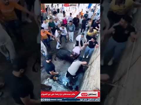 عالم معندهاش ذرة رحمة حتى مع الحيوان