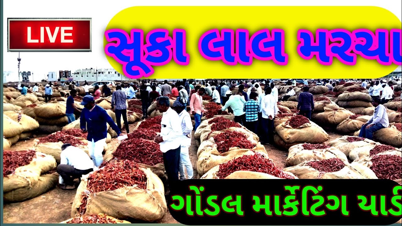 gondal apmc aaj na bajar Bhai || lal mirchi ka bhav ||mirchi ka bhav aaj ka 23.3