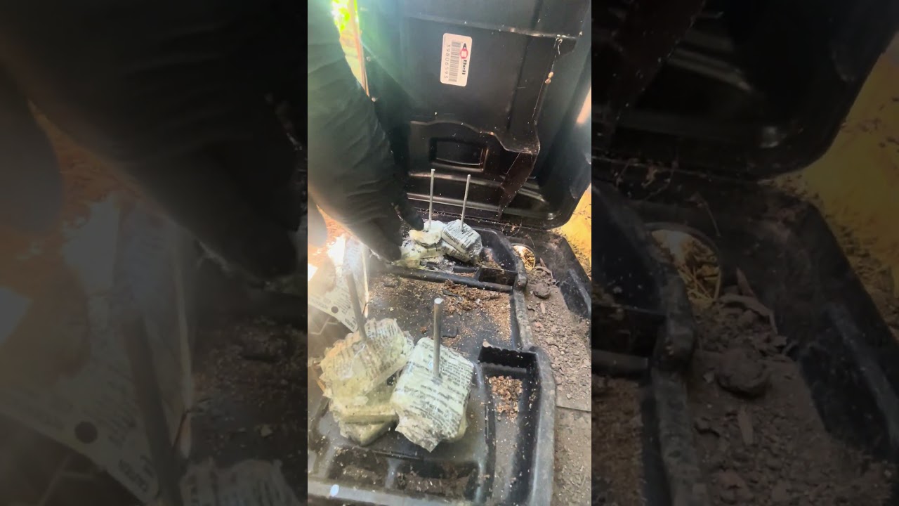 Rodent control in Portland  