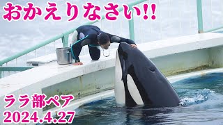 お茶目なトレーナーさん復活!! 鴨川シーワールド シャチショー シャチパフォーマンス KamogawaSeaWorld  orca killerwhale