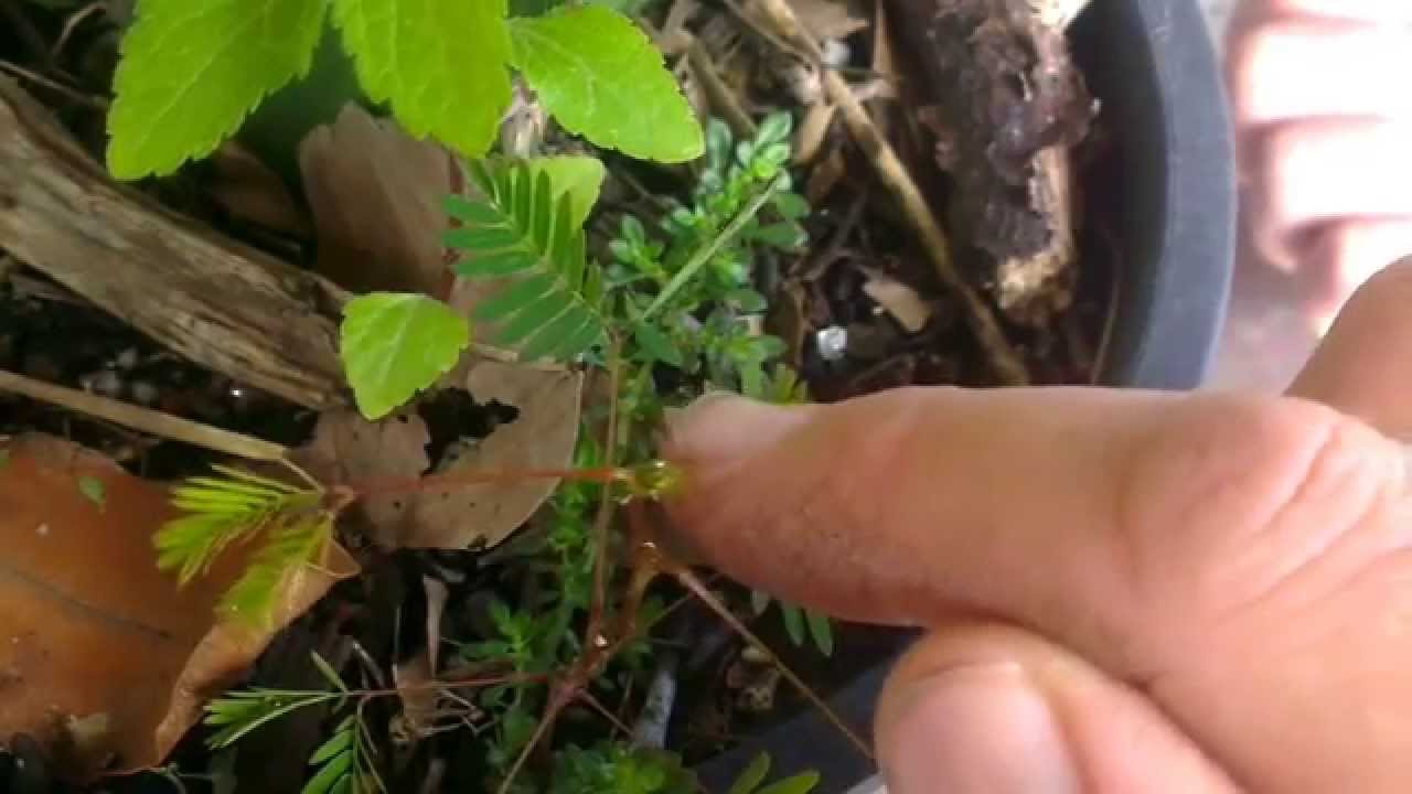 Sensitive plant reacting to gentle touch - YouTube