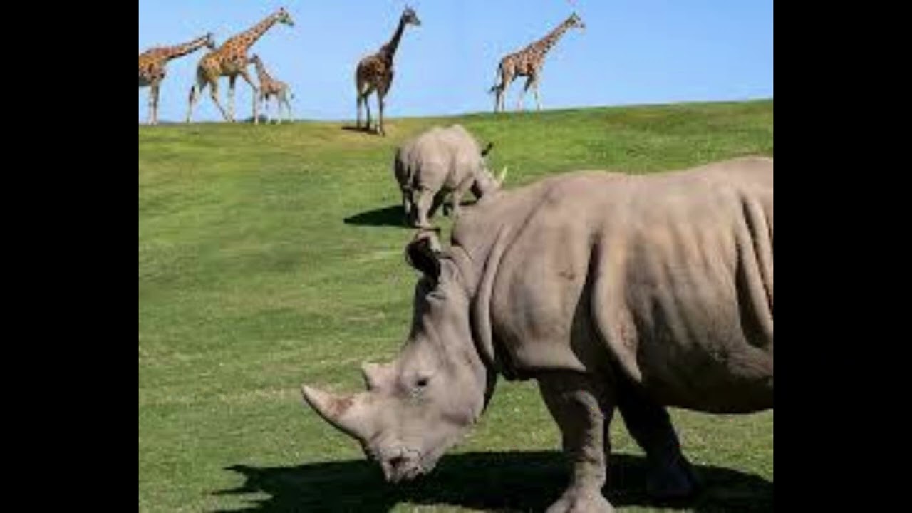 🔴top 10 iconic zoo animals on earth