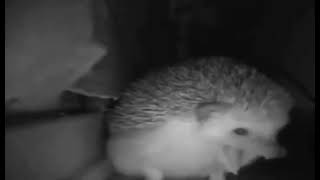 Hedgehog Sneezing And Farting Hem Osuran Hem Hapşıran Kedi