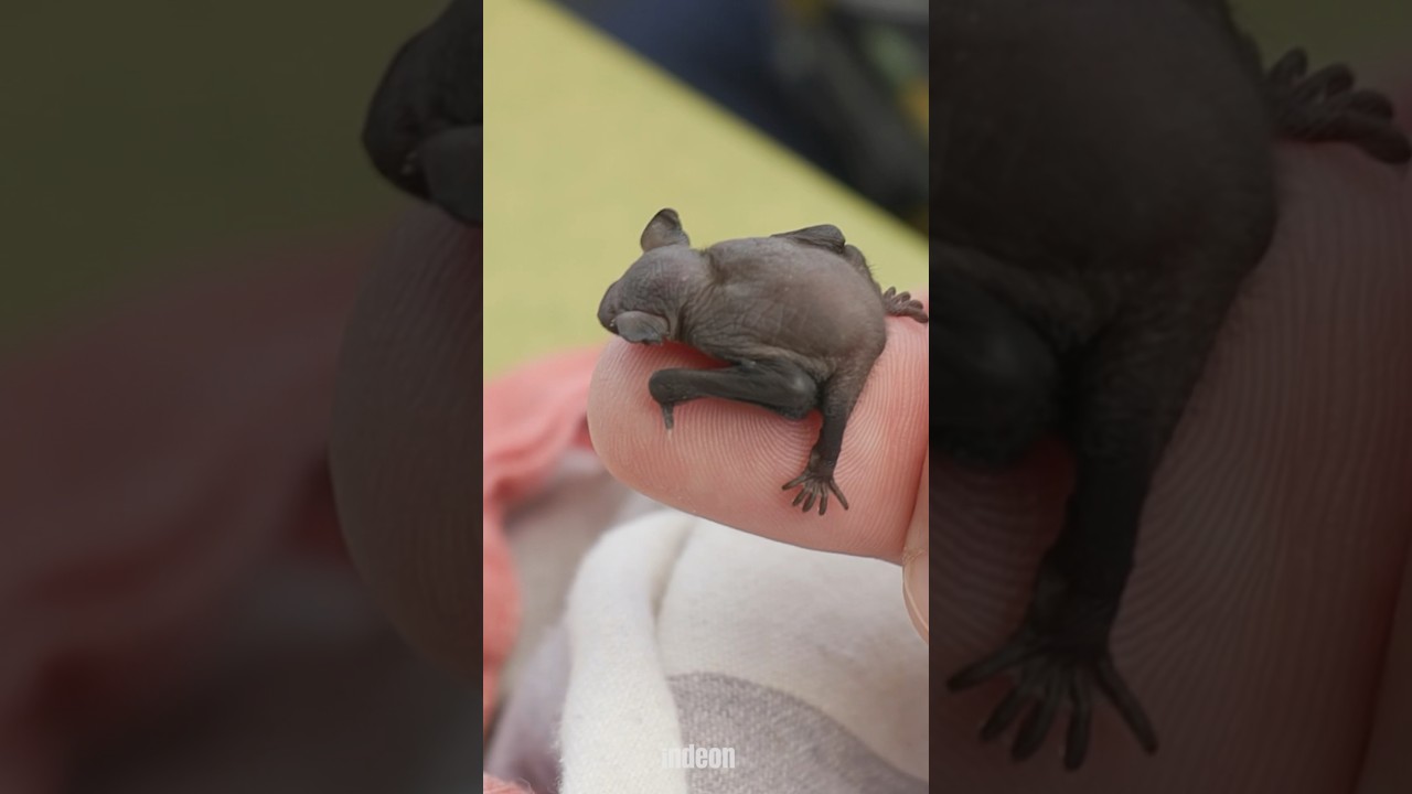 Hier wird die Fledermaus zur Pflegemaus 😅