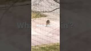 Raccoon #sussy