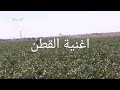 اغنية القطن روووعه مررر حلوه 