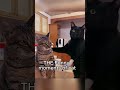 the funny moments of cat 😂😂😂😂 #cat #catvideos #funny