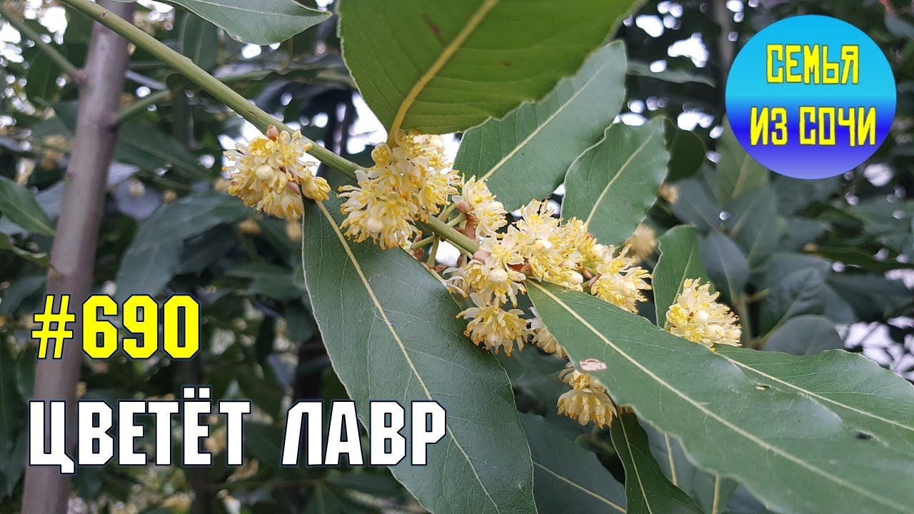 Цветет лавр | Жизнь на Юге - YouTube