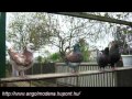 modena  pigeons from Hungary