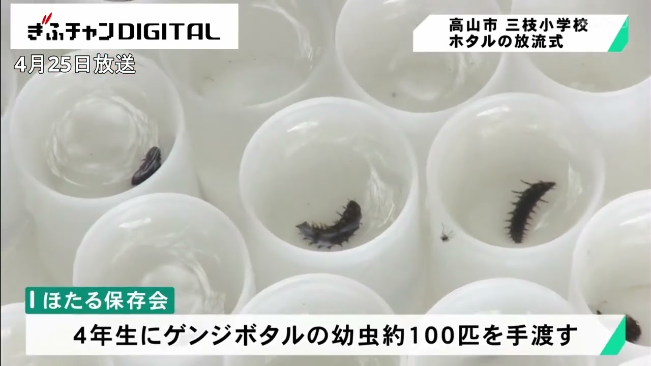 大きく育ってね」 児童がホタルの幼虫放流 岐阜県高山市 - YouTube