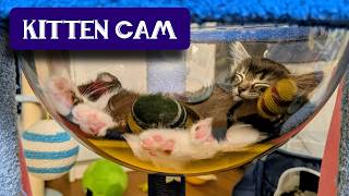Kitten Room: Day 91 - Kitties in Space 🚀