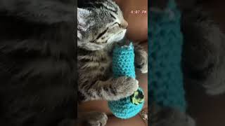 Youve Heard Of Snoop Dog Now Heres Snoop Cat lol cats kitten cat comedy catlover cats