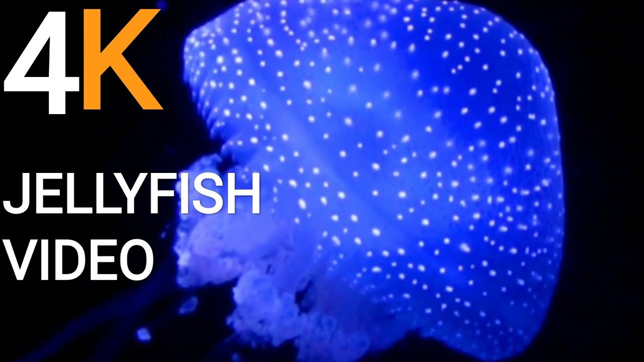 Jellyfish 101| Jellyfish video 4K|Nat Geo world|jellyfish 4k