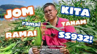 Malaysia No.1 Sweet Corn | Asia Manis SS932