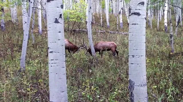 Two monster 6 point bull elk, fight in an awesome ...