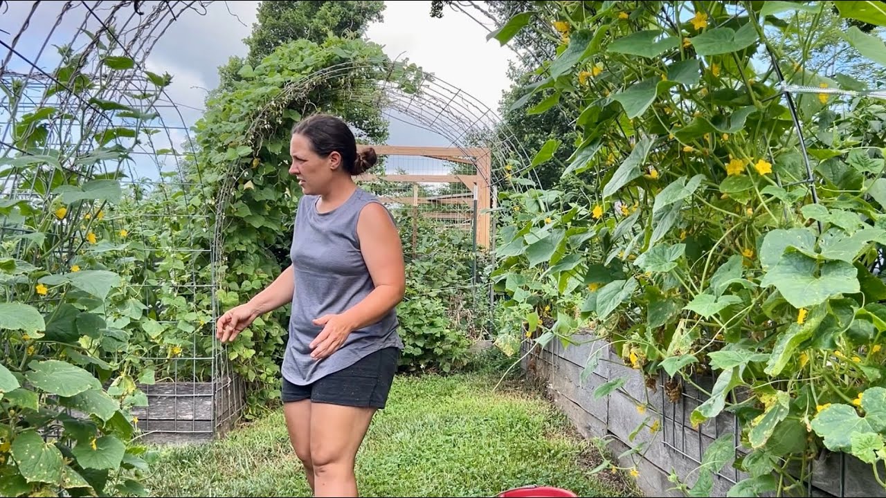 A Good Busy Day || Easy Dill Pickles, The Best Zucchini Bread & Some Hard Work || July 2025