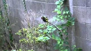 日本最大 世界最高の飛行性能でスズメバチをも捕食してしまうオニヤンマ Dangerous Insects