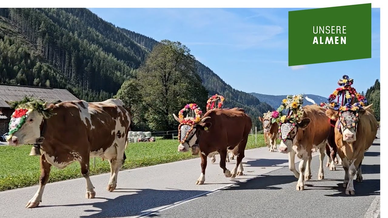 Feierlicher Almabtrieb von der Walcher Alm vor der Kulisse von König Dachstein