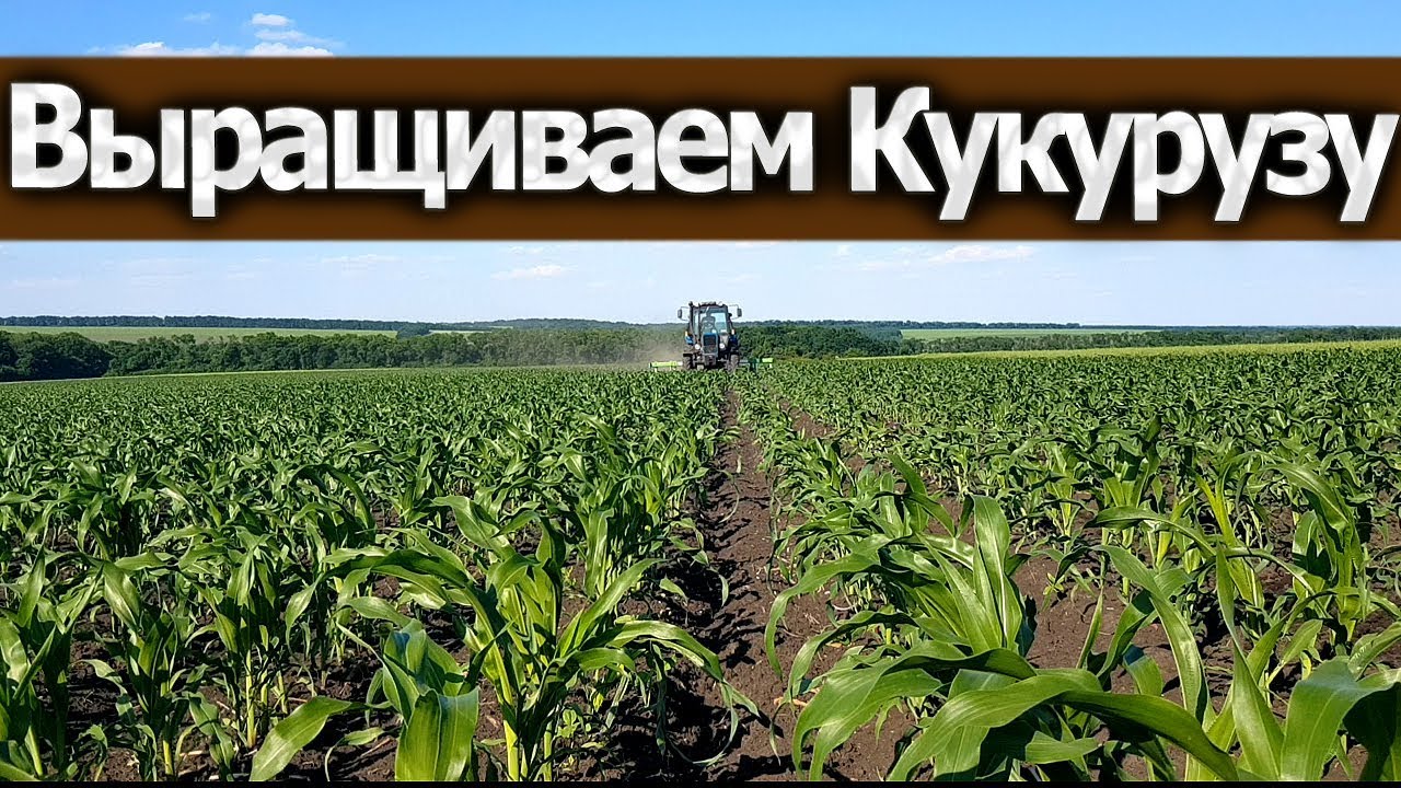Против кукурузы. Кукуруза сравнение. междурядка кукурузы. культивация кукурузы.