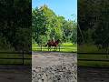 Happy Monday #horse #equestrian #horseriding #horsebackriding #nature #승마 #berkuda