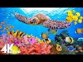 [NEW] 11HRS Stunning 4K Underwater Footage + Music | Rare & Colorful Sea Life: "RAINBOW REEF 2" UHD