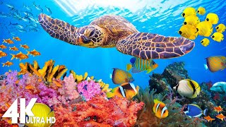 [NEW] 11HRS Stunning 4K Underwater Footage + Music | Rare & Colorful Sea Life: 'RAINBOW REEF 2' UHD