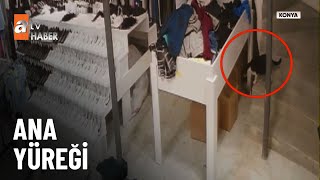 Yavrularını Tek Tek Mağazaya Taşıdı😇 - Atv Ana Haber 12 Nisan 2025