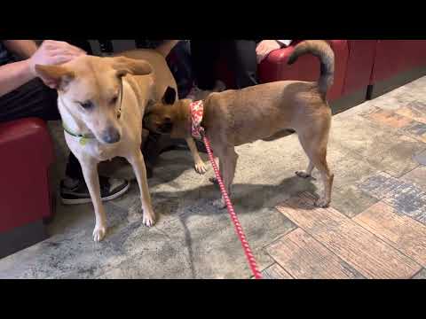｜ADOPTED｜Kerry is ok with dogs