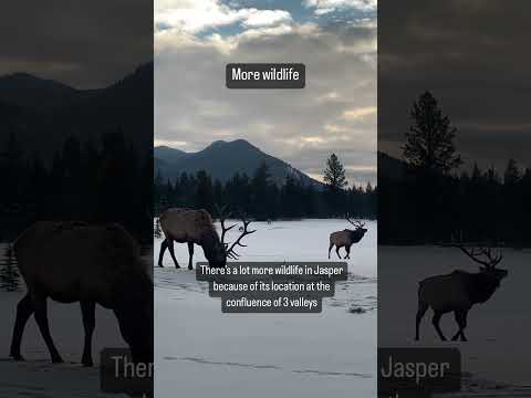 Video: Jasper vs. Banff v kanadských Skalistých horách