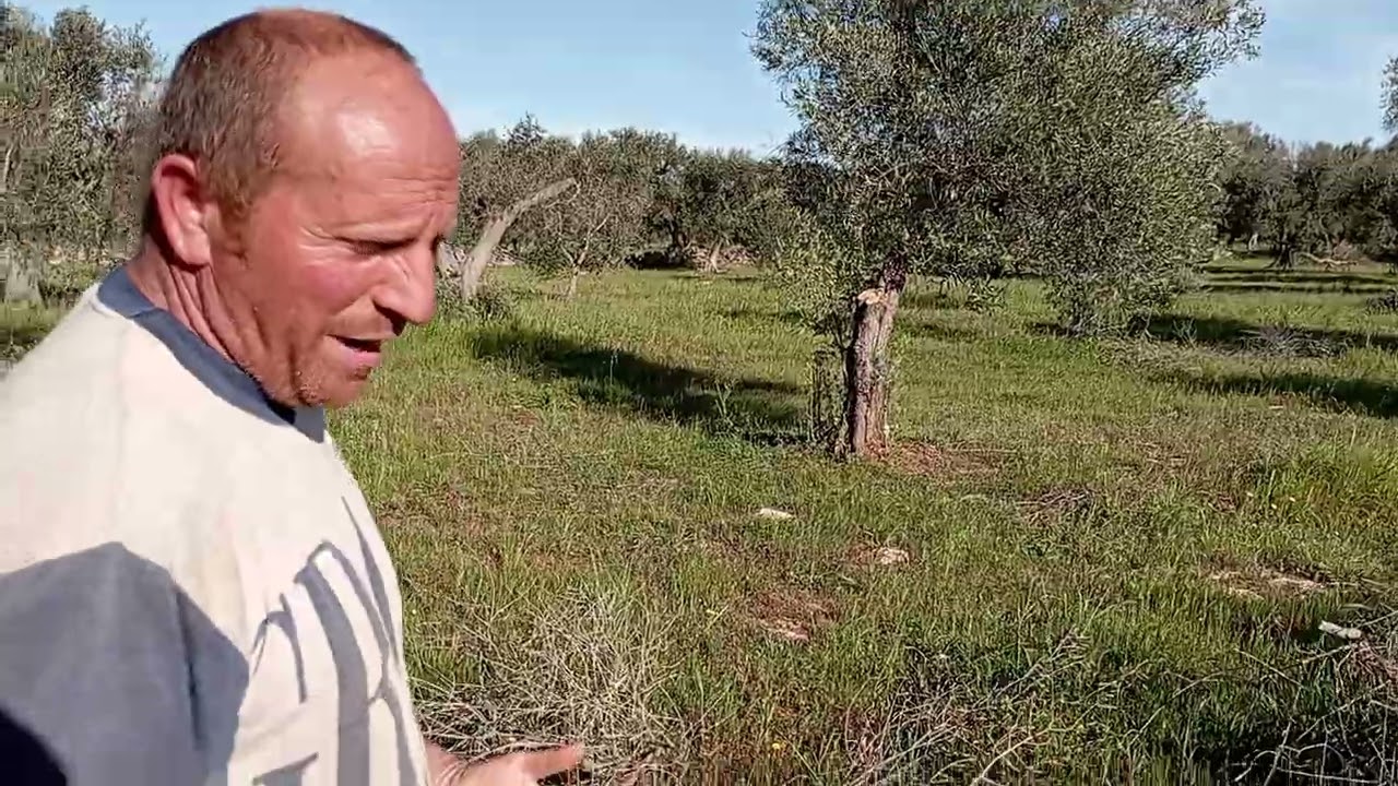 innesti del anno scorso ,e potatura