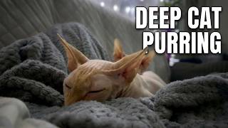 Sphynx Cat Purring 🐱 4 Hours Cozy Sleep Sounds screenshot 5
