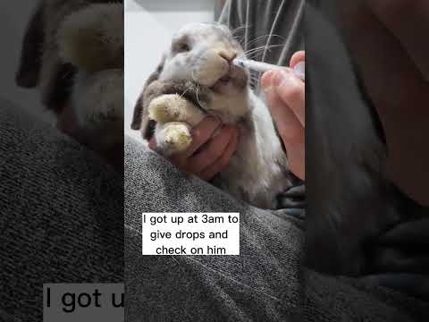 Konijntjes gaan zo snel achteruit met maag-darmstasis! #konijnenverzorging #huisdierenleven #konijnen