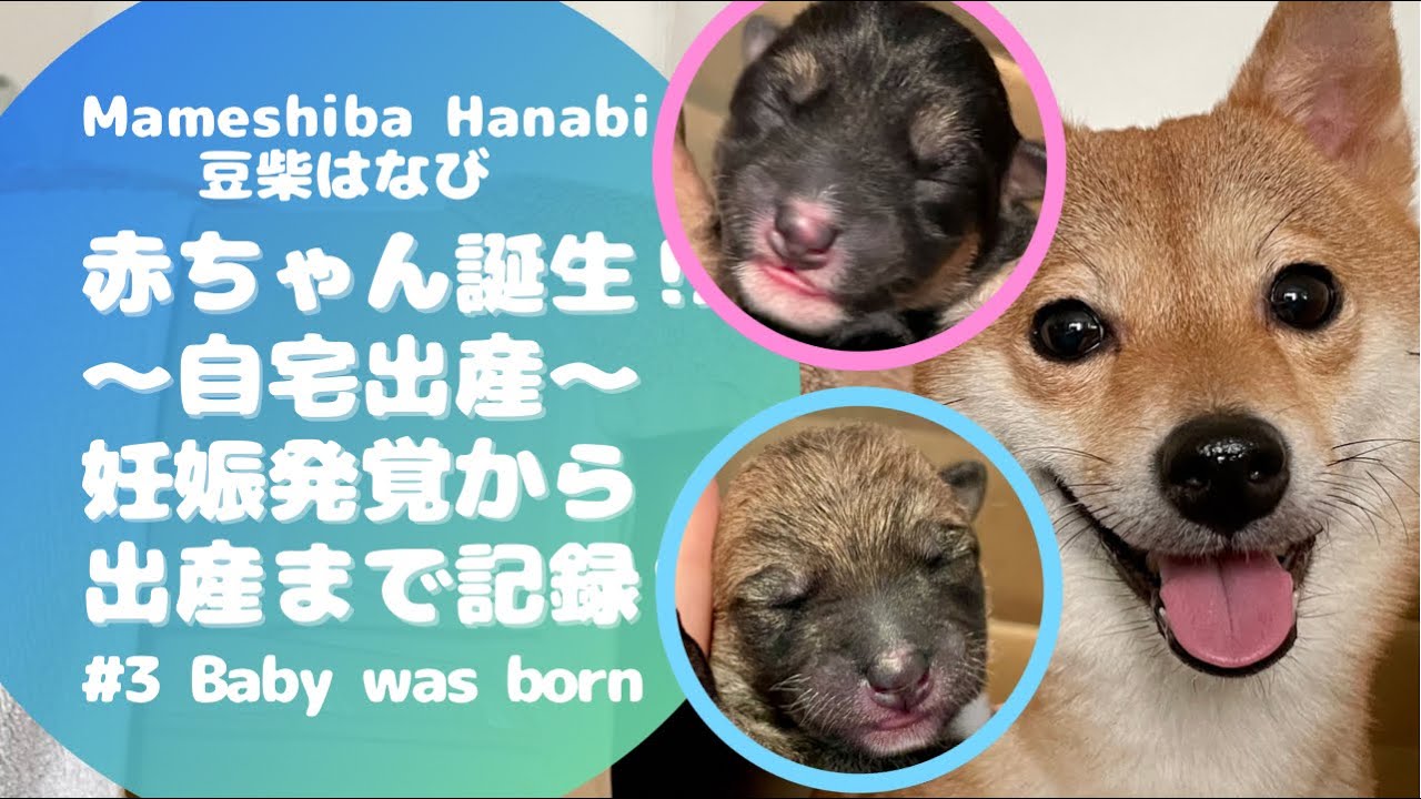 豆柴はなび 赤ちゃん誕生 自宅出産 妊娠発覚から出産までの記録 Baby Was Born Youtube