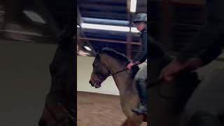 Not so nice rollback 💀 #equestrian #horse #showjumping #fail #horseriding #horses #fyp #horselover