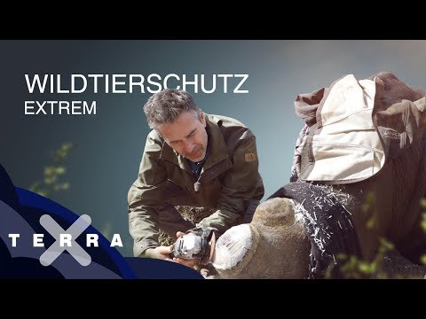 Video: Wie Sie Wilderer In Kamtschatka Bekämpfen