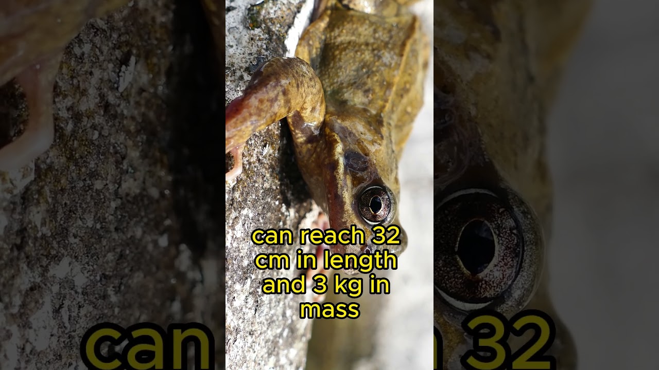 The Mass of the World's Largest Frog Is As Much as a Newborn Baby 