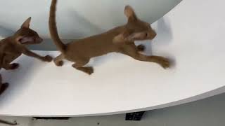 4 Month Old Oriental Shorthair kittens discovering  Ziggy-Do cat wheel by Debbie Modderman 3,972 views 1 year ago 22 seconds