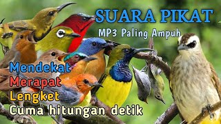SUARA PIKAT SEMUA BURUNG KECIL - MP3 PALING AMPUH 