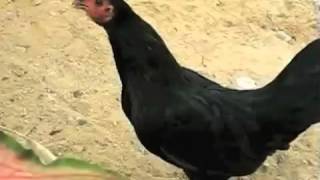 Mxi Corp Florida Us-Fl Mlm Adam Paul Green 10007 New York Ny Network Marketing 98072 Xocai Fl Tx Ut