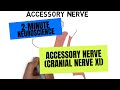 2-Minute Neuroscience: Accessory Nerve (Cranial Nerve XI)