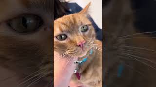 5 Fun Facts About Orange Tabby Cats 🐱🍊