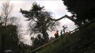 leaning pine dismantle