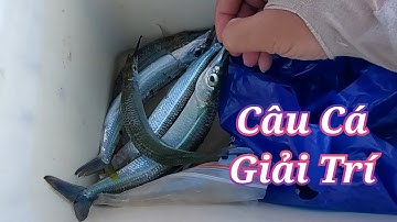 Câu Cá Dỗi Mỏ Nhọn - Cá Liệt - Cá Lù