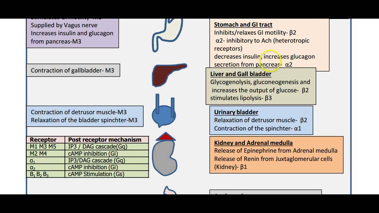 Receptors in Autonomic Nervous System (USMLE) - YouTube