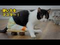 後ろ足が不自由な猫がスケボーを使いこなしたら、日常生活がこう変わりました！